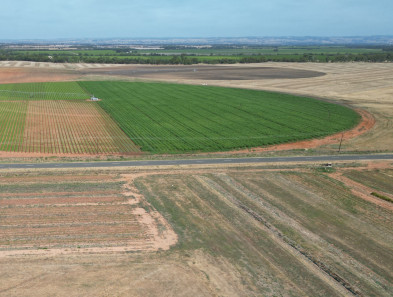 A semi-circular area of plants in a field