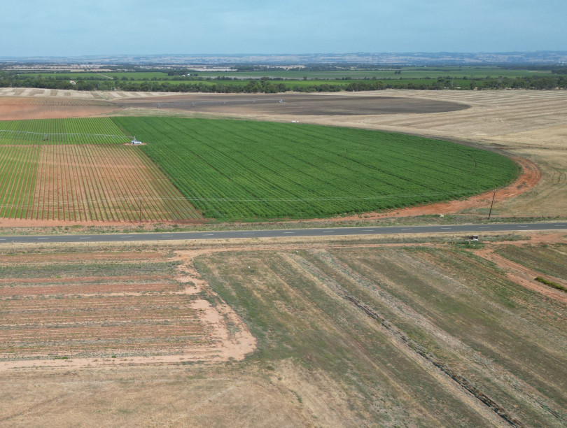 A semi-circular area of plants in a field