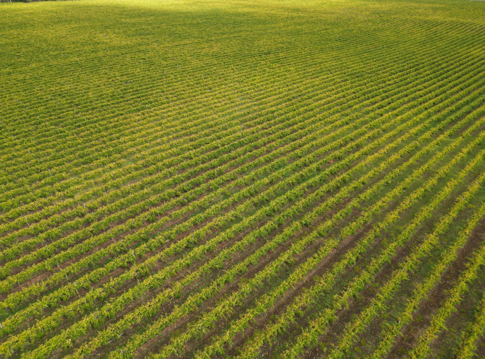 Rows of plants in a field