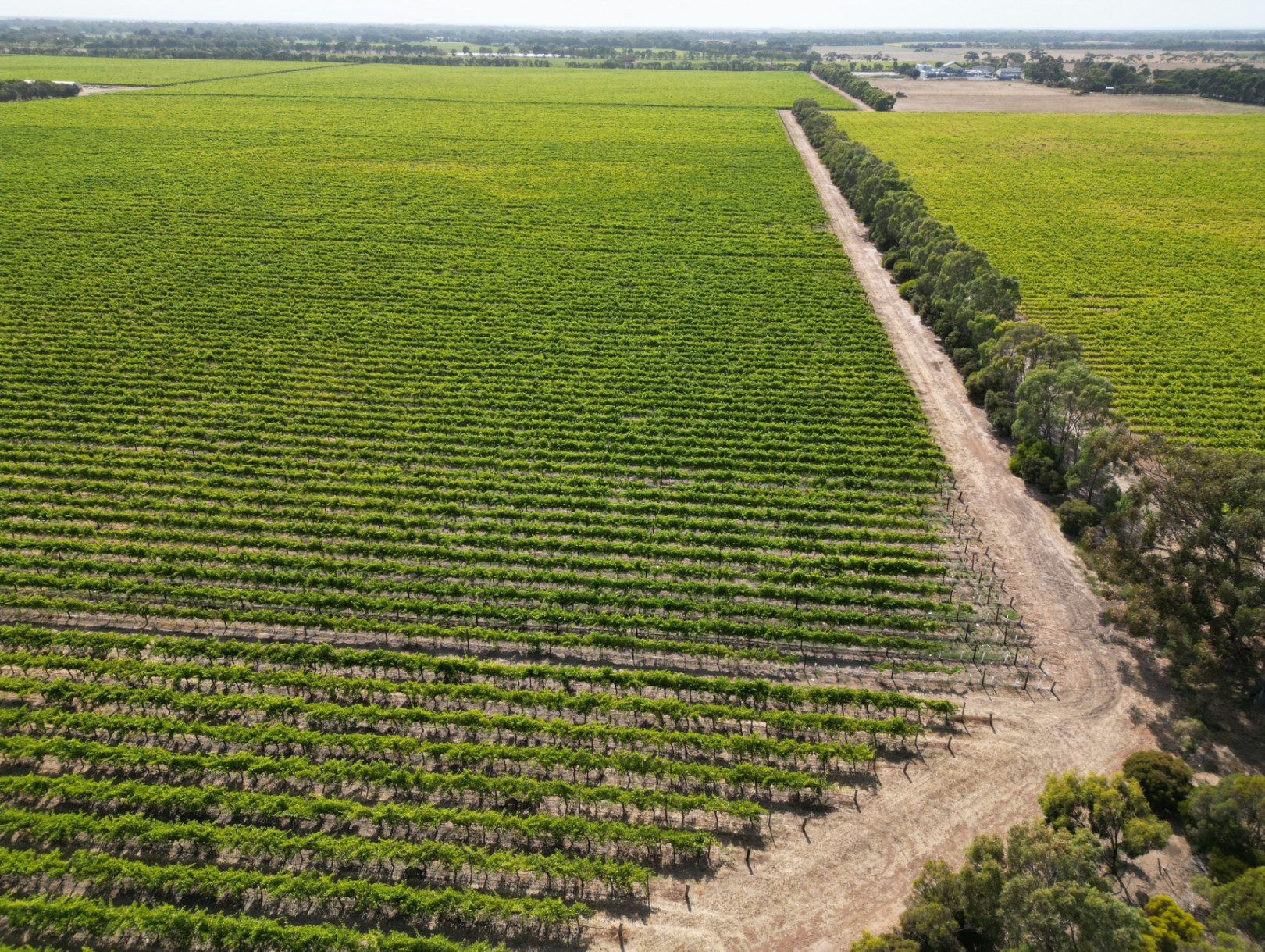 A dirt round cutting through fields of plants in rows